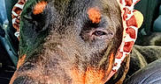 Spajk participe au concours pour gagner de l'argent avec cette photo : animal, black_and_tan, canine, car_interior, close_up, cute, doberman, dog, ears, face, fur, giraffe_pattern, headband, muzzle, nose, pet_accessory, portrait, resting, seat, sleepy