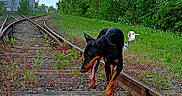 Spajk a rejoint le concours — aidez-le/la à gagner de superbes lots ! animal, canine, clouds, collar, daytime, doberman, dog, grass, greenery, nature, outdoor, railroad_tracks, railway_switch, rocks, sky, sunlight, tongue_out, trees, walking, wooden_sleepers