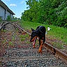 animal, canine, clouds, collar, daytime, doberman, dog, grass, greenery, nature, outdoor, railroad_tracks, railway_switch, rocks, sky, sunlight, tongue_out, trees, walking, wooden_sleepers