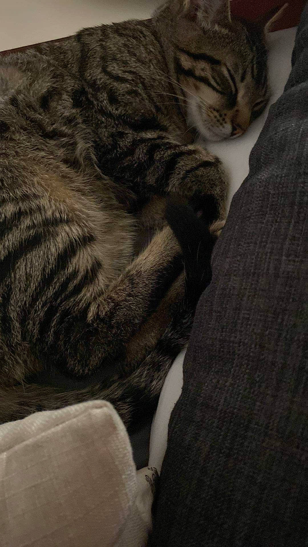 Blu joined the competition — help win amazing prizes! carnivore, cat, claw, comfort, domestic_short_haired_cat, felidae, fur, grey, linens, nap, pattern, paw, small_to_medium_sized_cats, snout, tail, terrestrial_animal, whiskers, wildlife, wood, wrinkle