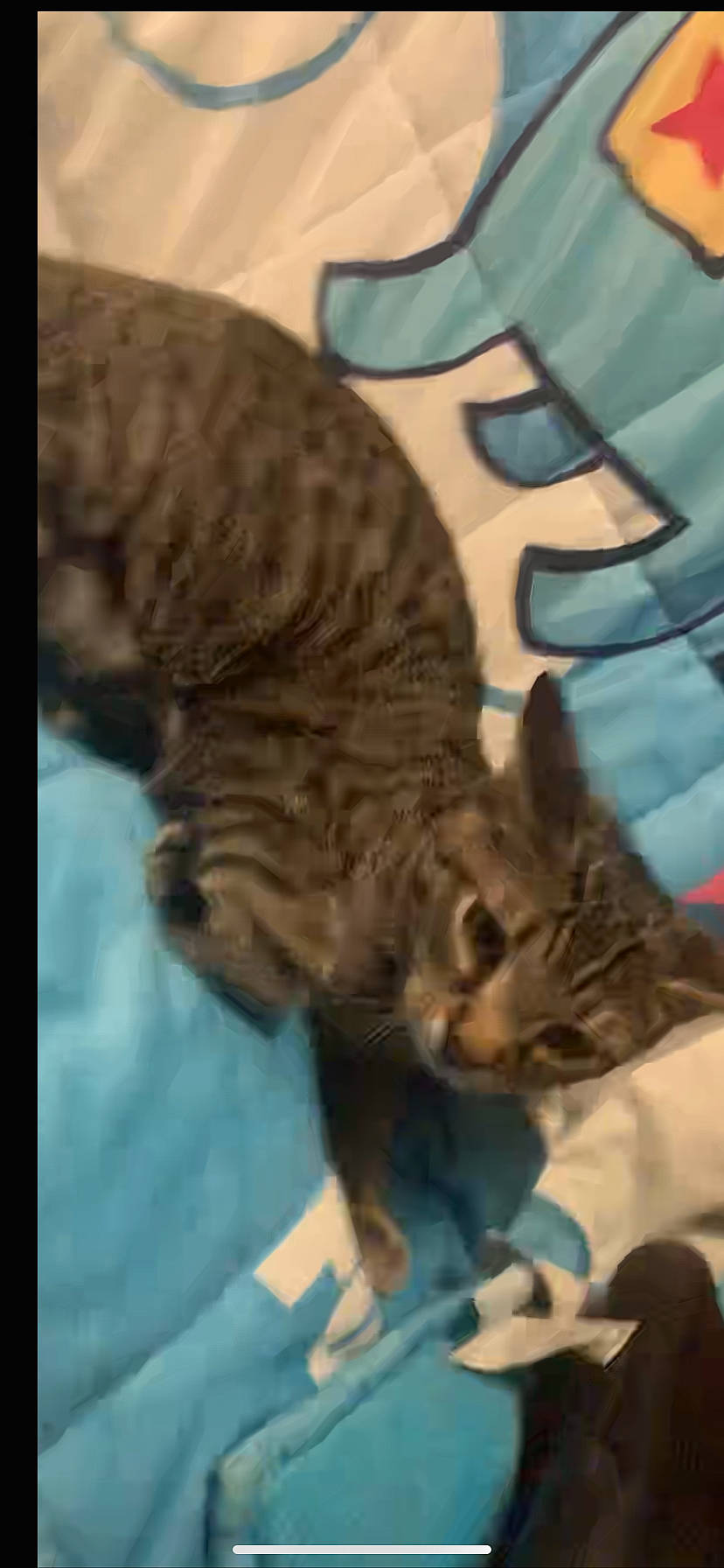 Blu is registered to the contest to win money with this photo: carnivore, cat, claw, comfort, domestic_short_haired_cat, fawn, felidae, fur, pattern, paw, small_to_medium_sized_cats, tail, terrestrial_animal, vertebrate, whiskers, wildlife