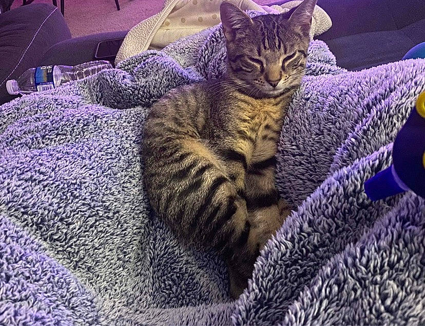 Blu is registered to the contest to win money with this photo: carnivore, cat, claw, comfort, domestic_short_haired_cat, electric_blue, felidae, fur, grass, magenta, nap, pattern, paw, purple, small_to_medium_sized_cats, snout, tail, terrestrial_animal, violet, whiskers