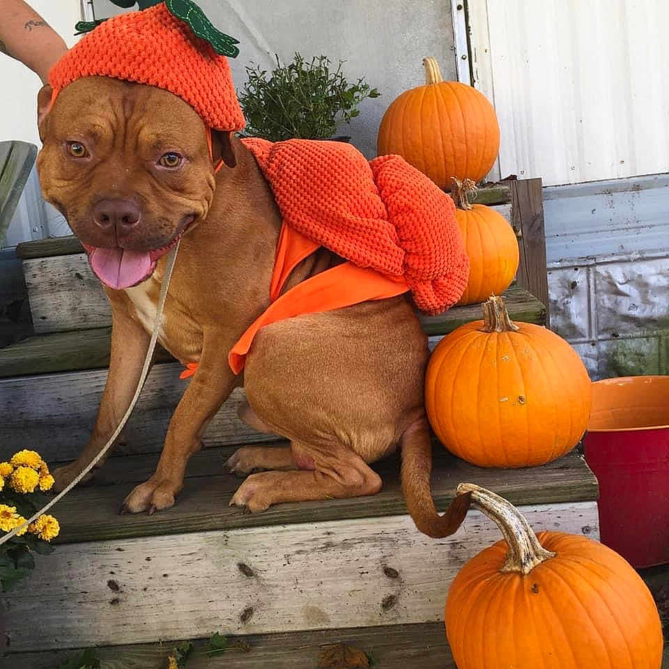 Butter is registered to the contest to win money with this photo: calabaza, carnivore, companion_dog, cucurbita, dog, fawn, flower, gourd, hat, liver, natural_foods, orange, plant, produce, pumpkin, squash, vegetable, winter_squash, wood, working_animal