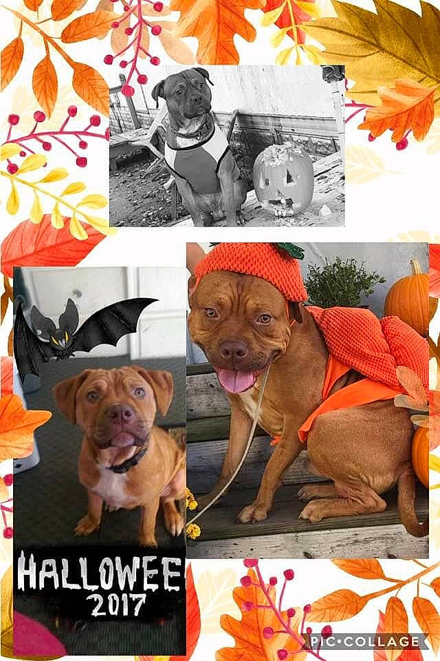 Butters is registered to the contest to win money with this photo: art, carnivore, collage, companion_dog, dog, dog_breed, dog_supply, fawn, font, hat, liver, mammal, pet_supply, photo_caption, plant, poster, snout, stock_photography, vertebrate, working_animal