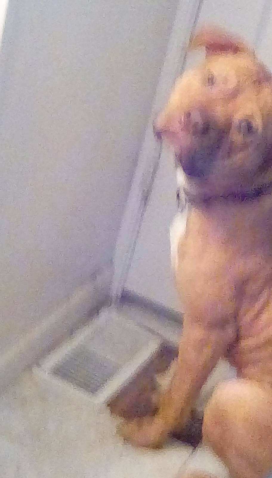 Butters is registered to the contest to win money with this photo: bathtub, canidae, carnivore, chest, companion_dog, dog, dog_breed, fawn, flooring, foot, non_sporting_group, pet_supply, tail, working_animal