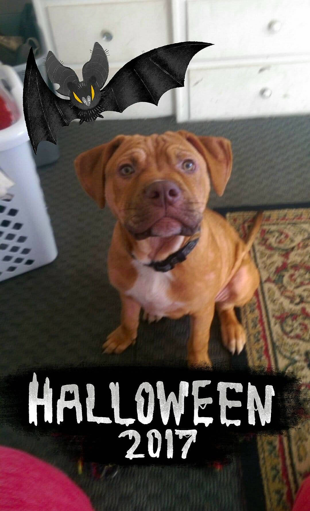 Butters is registered to the contest to win money with this photo: advertising, canidae, carnivore, collar, companion_dog, dog, dog_breed, dog_supply, fawn, flooring, font, liver, logo, non_sporting_group, photo_caption, publication, sporting_group, whiskers, working_animal, wrinkle