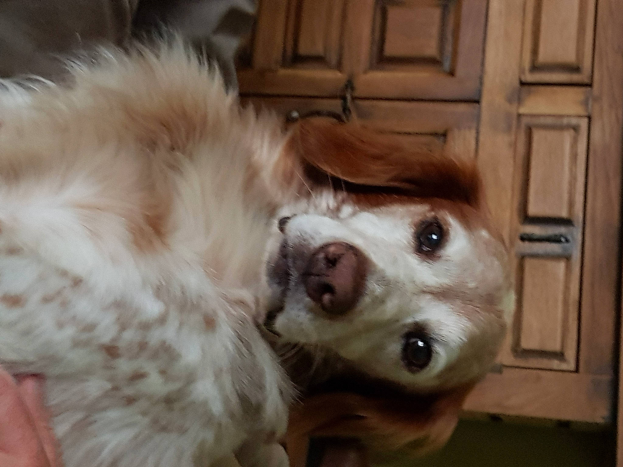 Harper a rejoint le concours — aidez-le/la à gagner de superbes lots ! canidae, carnivore, companion_dog, dog, dog_breed, ear, eye, fawn, fur, gun_dog, hardwood, liver, paw, puppy_love, snout, spaniel, sporting_group, whiskers, wood, working_animal