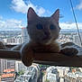 Astérix a rejoint le concours — aidez-le/la à gagner de superbes lots ! cat, kitten, pet, animal, white_cat, indoors, cityscape, urban, building, sky, cloud, window, perch, sitting, curious, fur, paw, daylight, relaxing, young_cat