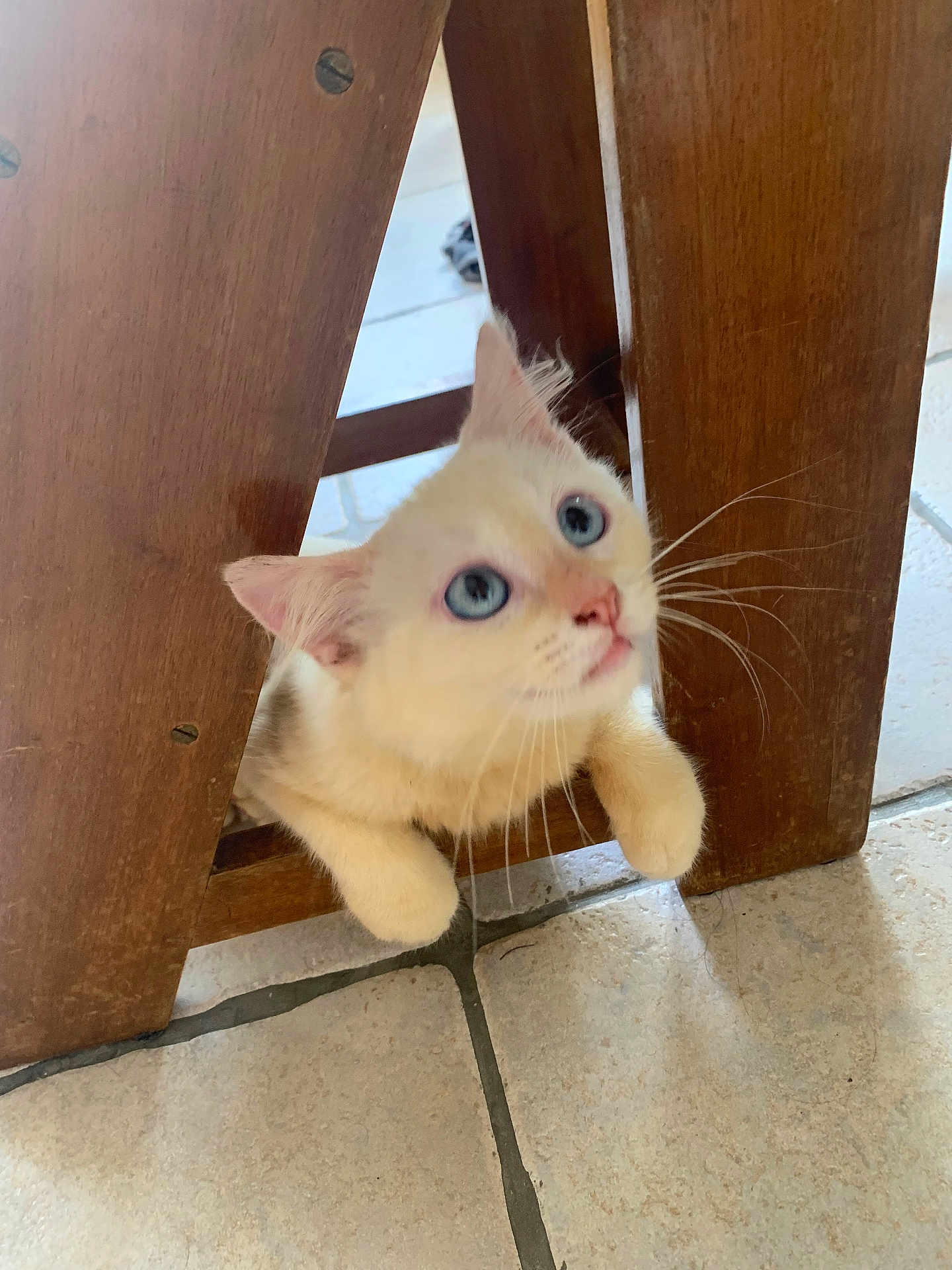 Astérix participe au concours pour gagner de l'argent avec cette photo : cat, cream_colored, blue_eyes, wooden_chair, peeking, curious, paws, floor, tile_floor, indoor, pet, close_up, whiskers, feline, animal, domestic_cat, looking_up, cute, small, playful