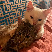 Astérix participe au concours pour gagner de l'argent avec cette photo : cat, kitten, white_cat, tabby_cat, pets, cuddling, close_up, indoor, bed, blanket, fur, whiskers, ears, animal, cute, friendship, resting, cozy, background_pattern, companion