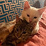 cat, kitten, white_cat, tabby_cat, pets, cuddling, close_up, indoor, bed, blanket, fur, whiskers, ears, animal, cute, friendship, resting, cozy, background_pattern, companion