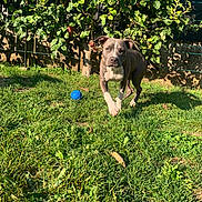 Roxy participe au concours pour gagner de l'argent avec cette photo : dog, grass, outdoor, pet, ball, tree, sunlight, greenery, playful, animal, yard, nature, canine, running, summer, daylight, leaf, shadow, fence, garden