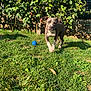 dog, grass, outdoor, pet, ball, tree, sunlight, greenery, playful, animal, yard, nature, canine, running, summer, daylight, leaf, shadow, fence, garden