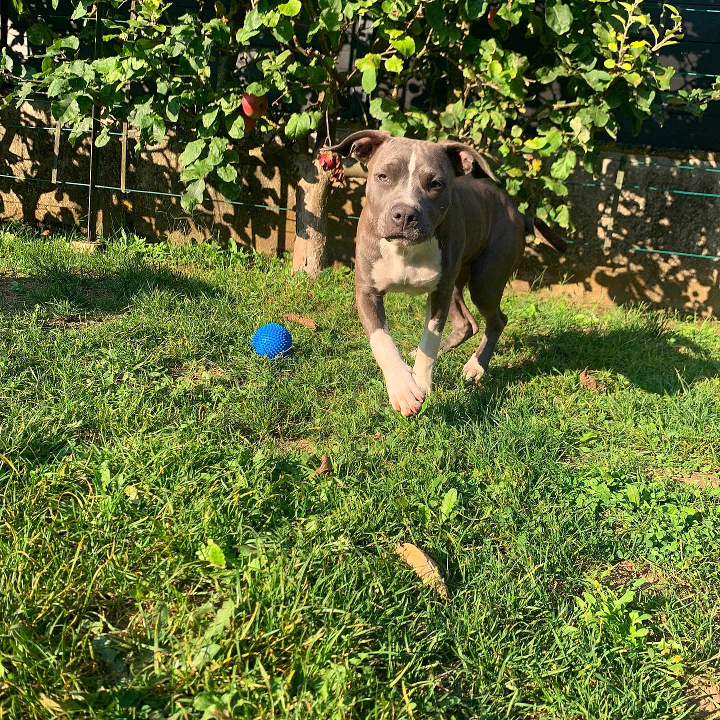 Roxy participe au concours pour gagner de l'argent avec cette photo : animal, ball, canine, daylight, dog, fence, garden, grass, greenery, leaf, nature, outdoor, pet, playful, running, shadow, summer, sunlight, tree, yard