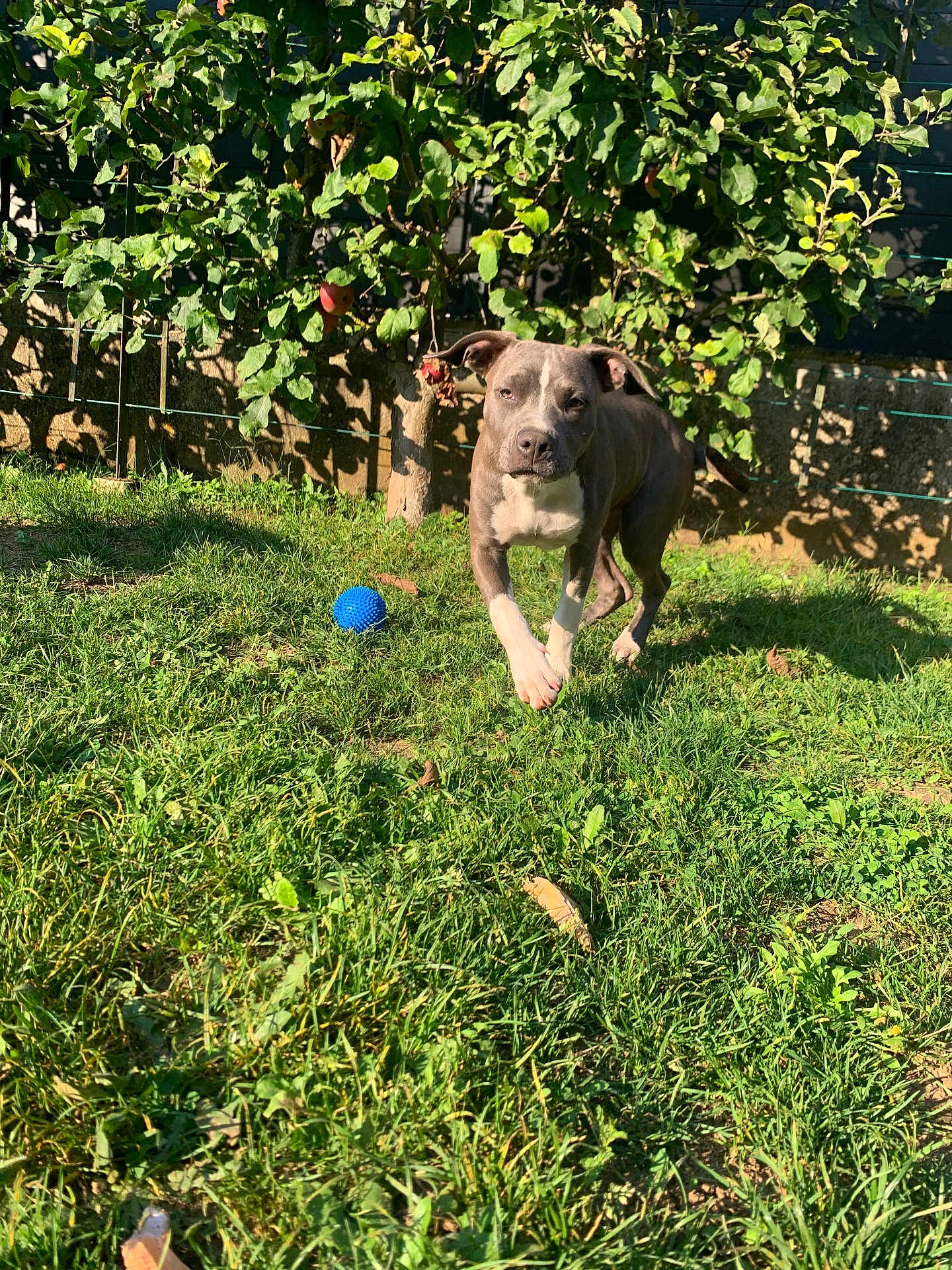 Roxy participe au concours pour gagner de l'argent avec cette photo : dog, grass, outdoor, pet, ball, tree, sunlight, greenery, playful, animal, yard, nature, canine, running, summer, daylight, leaf, shadow, fence, garden