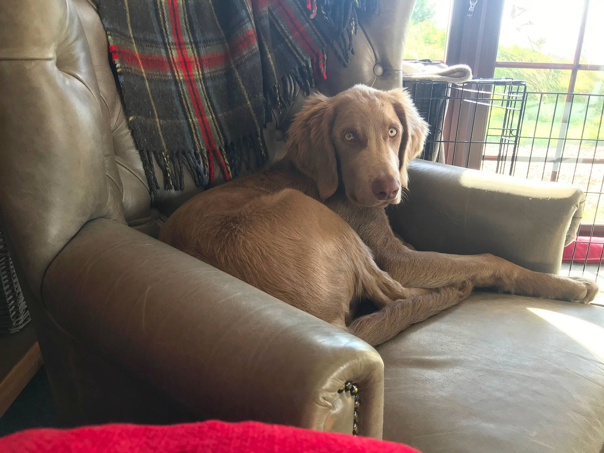 Dougal is registered to the contest to win money with this photo: car_seat, carnivore, chair, comfort, companion_dog, couch, dog, dog_breed, fawn, fur, gun_dog, hardwood, liver, plant, retriever, snout, sporting_group, tartan, window, working_animal
