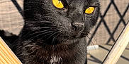 Targa participe au concours pour gagner de l'argent avec cette photo : black_cat, cat, animal, pet, outdoor, sunlight, golden_eyes, feline, whiskers, wooden_slats, shadow, woven_fence, close_up, portrait, curious, daylight, domestic_cat, fur, ears, nose