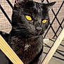 black_cat, cat, animal, pet, outdoor, sunlight, golden_eyes, feline, whiskers, wooden_slats, shadow, woven_fence, close_up, portrait, curious, daylight, domestic_cat, fur, ears, nose