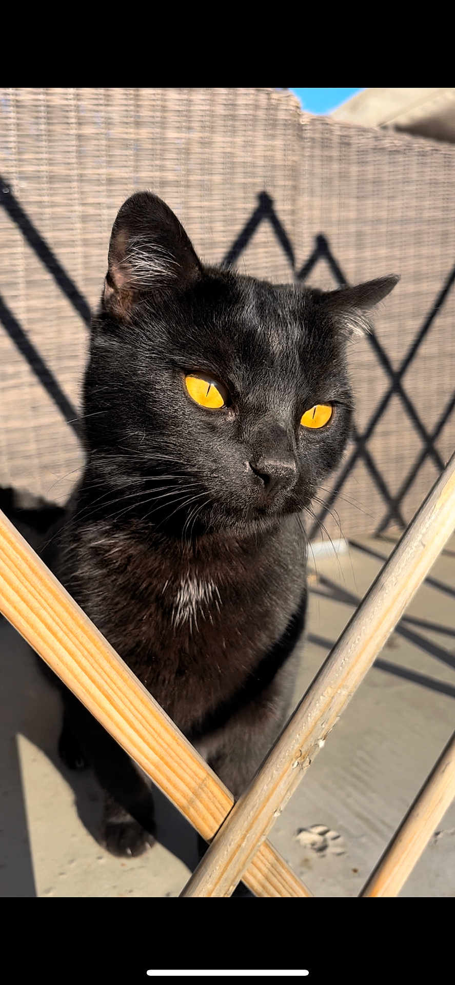 Targa participe au concours pour gagner de l'argent avec cette photo : black_cat, cat, animal, pet, outdoor, sunlight, golden_eyes, feline, whiskers, wooden_slats, shadow, woven_fence, close_up, portrait, curious, daylight, domestic_cat, fur, ears, nose