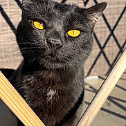 Targa participe au concours pour gagner de l'argent avec cette photo : cat, black_cat, animal, pet, outdoor, sunlight, shadow, wood, lattice, close_up, fur, whiskers, golden_eyes, curious, portrait, feline, texture, pattern, daylight, nature