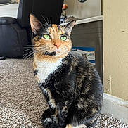 Cantaloupe joined the competition — help win amazing prizes! cat, calico_cat, pet, animal, feline, green_eyes, whiskers, ears, fur, black_fur, orange_fur, white_fur, sitting, indoor, home, carpet, chair, box, portrait, close_up