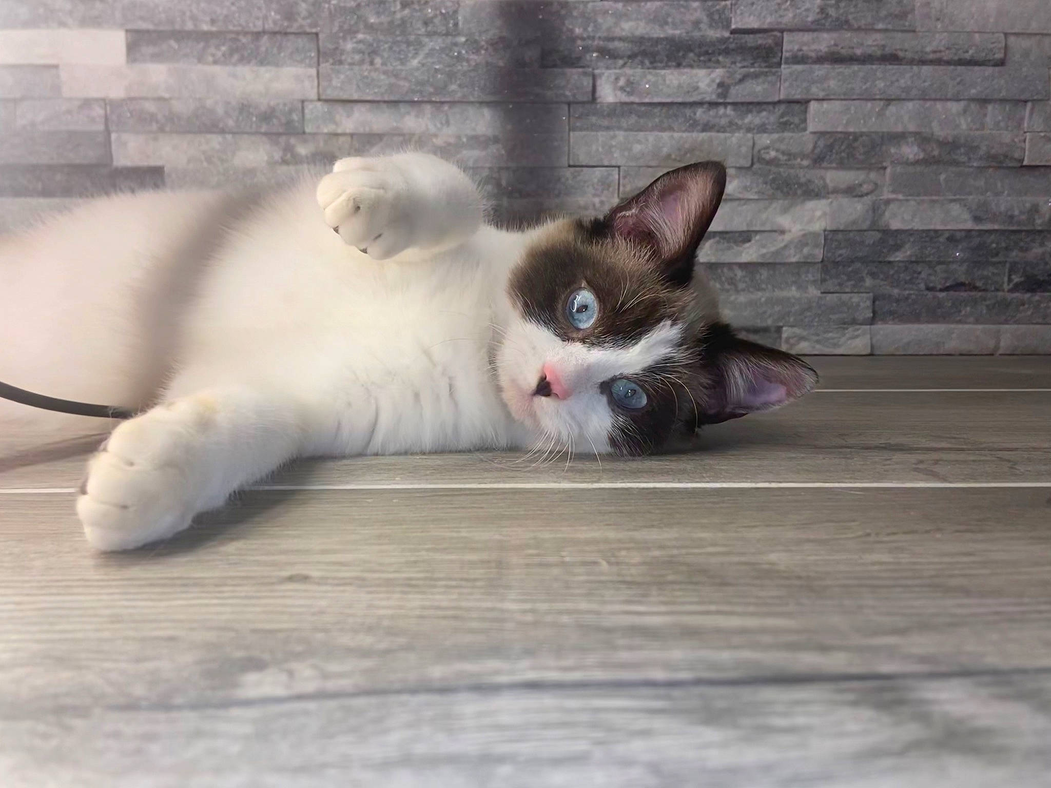 Chat participe au concours pour gagner de l'argent avec cette photo : carnivore, cat, claw, comfort, domestic_short_haired_cat, eye, fawn, felidae, flooring, foot, fur, hardwood, head, paw, sitting, small_to_medium_sized_cats, snout, tail, whiskers, wood