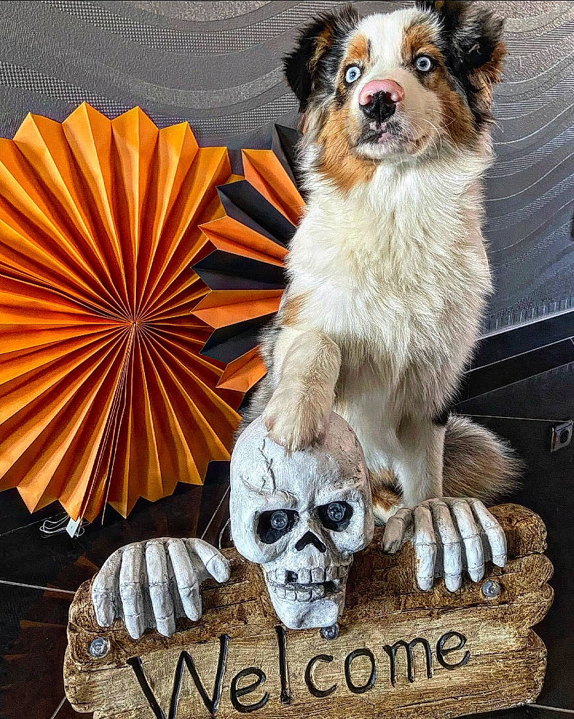 Tyson a rejoint le concours — aidez-le/la à gagner de superbes lots ! anthropology, art, bone, carnivore, companion_dog, dog, dog_collar, dog_supply, fashion_accessory, font, fur, metal, pet_supply, skeleton, skull, snout, umbrella, whiskers, working_animal, working_dog