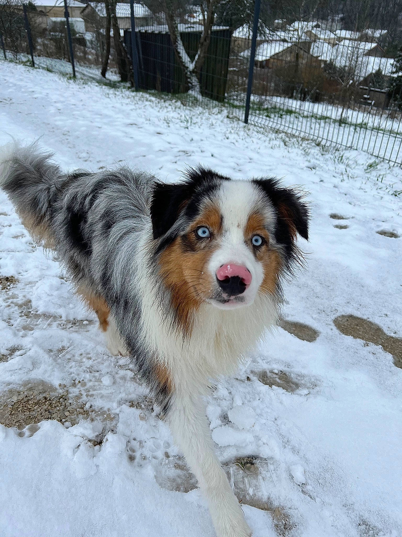 Tyson participe au concours pour gagner de l'argent avec cette photo : australian_collie, australian_shepherd, canidae, carnivore, companion_dog, dog, dog_breed, freezing, fur, gun_dog, herding_dog, koolie, plant, snout, snow, sporting_group, terrestrial_animal, tree, winter, working_dog