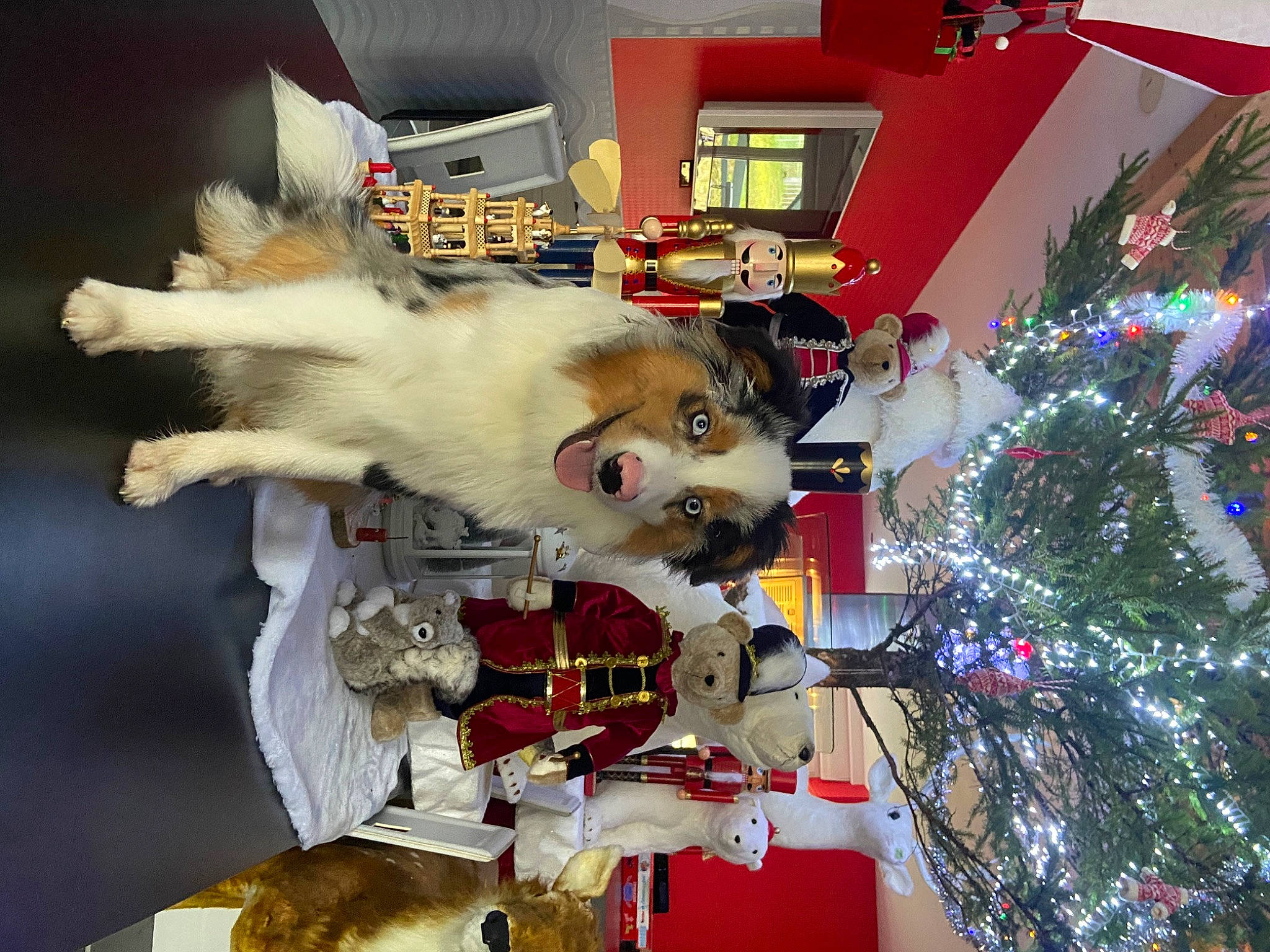 Tyson a rejoint le concours — aidez-le/la à gagner de superbes lots ! carnivore, christmas, christmas_decoration, christmas_ornament, christmas_tree, companion_dog, conifer, dog, dog_breed, dog_supply, event, fawn, fun, fur, holiday, holiday_ornament, ornament, sporting_group, tree, white