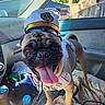 Kike joined the competition — help win amazing prizes! dog, pug, pet, animal, car, interior, hat, white_harness, tongue_out, happy, close_up, brown_fur, seat, blanket, daylight, smiling, cute, companion, indoors, vehicle