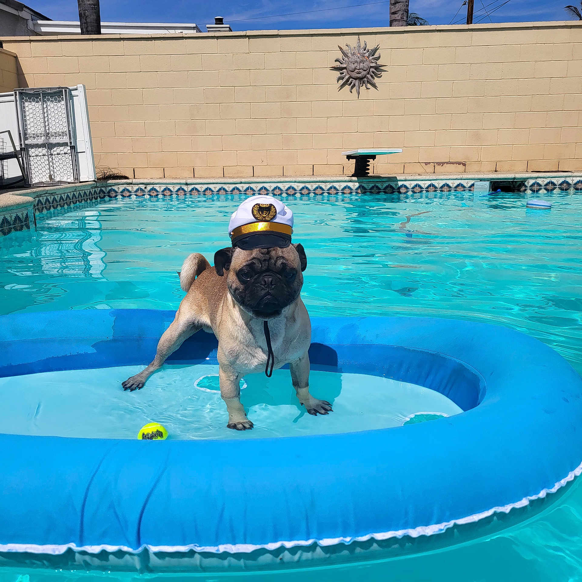 Kike joined the competition — help win amazing prizes! dog, pug, swimming_pool, inflatable_pool, captain_hat, tennis_ball, water, sunny, outdoor, wall, decorative_sun, pet, animal, summer, blue, floating, playful, cute, fun, canine