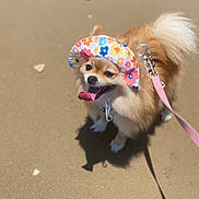 Stella joined the competition — help win amazing prizes! dog, pomeranian, sun_visor, flower_pattern, sandy_ground, leash, panting, tongue_out, fluffy, outdoor, pet, cute, small_dog, happy, canine, summer, accessory, animal, walking, shadow