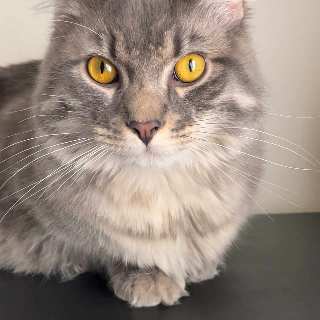 Mowgli a rejoint le concours — aidez-le/la à gagner de superbes lots ! animal, calm, cat, close_up, cute, domestic_cat, ears, face, feline, fluffy, fur, gray_cat, indoor, looking, paw, pet, portrait, sitting, whiskers, yellow_eyes