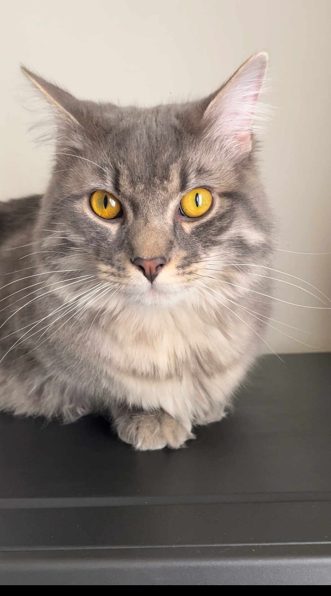 Mowgli a rejoint le concours — aidez-le/la à gagner de superbes lots ! cat, gray_cat, yellow_eyes, fur, whiskers, pet, animal, indoor, close_up, portrait, feline, cute, domestic_cat, sitting, looking, calm, fluffy, ears, face, paw