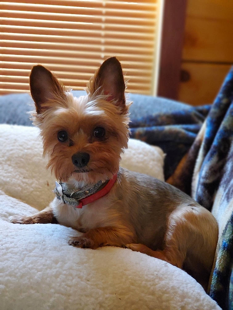 Bunny is registered to the contest to win money with this photo: carnivore, collar, comfort, companion_dog, dog, dog_breed, dog_collar, dog_supply, ear, fawn, fur, liver, pet_supply, small_terrier, sporting_group, terrier, toy_dog, whiskers, wood, working_animal