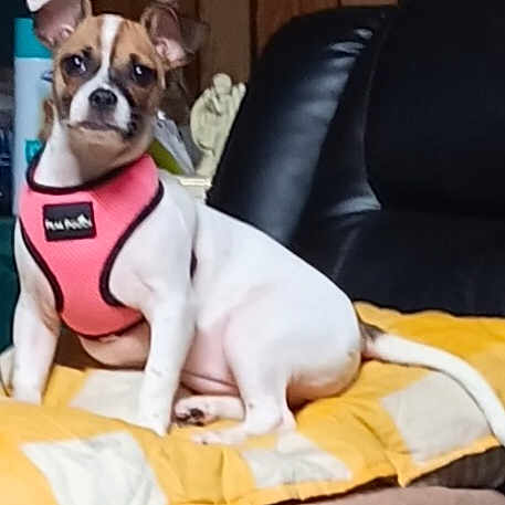 Daisy Mae joined the competition — help win amazing prizes! boston_terrier, carnivore, chair, collar, comfort, companion_dog, couch, dog, dog_breed, dog_collar, dog_supply, fawn, linens, pet_supply, snout, tail, terrier, toy_dog, whiskers, working_animal
