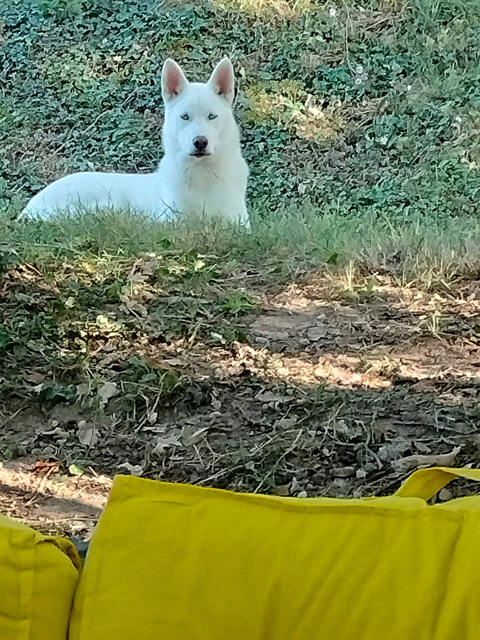Taho participe au concours pour gagner de l'argent avec cette photo : bicycle, canidae, carnivore, companion_dog, dog_breed, eye, fawn, grass, grassland, groundcover, plant, soil, sporting_group, tail, terrestrial_animal, tree, whiskers, wildlife