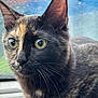 cat, tortoiseshell_cat, close_up, animal, pet, feline, whiskers, ears, eyes, fur, indoors, vehicle, window, rain, curious, face, portrait, mammal, domestic_animal, sitting