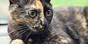 Bean is registered to the contest to win money with this photo: cat, tortoiseshell, pet, animal, fur, whiskers, close_up, indoor, dashboard, car, relaxed, portrait, eyes, paw, mammal, cute, domestic_animal, feline, resting, natural_light