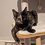 cat, tortoiseshell, pet, feline, animal, indoors, cat_tree, paw, fur, cute, relaxed, cozy, cushion, wood, whiskers, ears, eyes, domestic, resting, soft_lighting