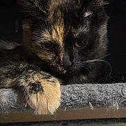 Bean joined the competition — help win amazing prizes! cat, tortoiseshell, paw, close_up, resting, fur, animal, pet, sleepy, face, whiskers, dark_background, soft_surface, indoor, cute, feline, mammal, portrait, quiet, relaxed