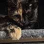 cat, tortoiseshell, paw, close_up, resting, fur, animal, pet, sleepy, face, whiskers, dark_background, soft_surface, indoor, cute, feline, mammal, portrait, quiet, relaxed