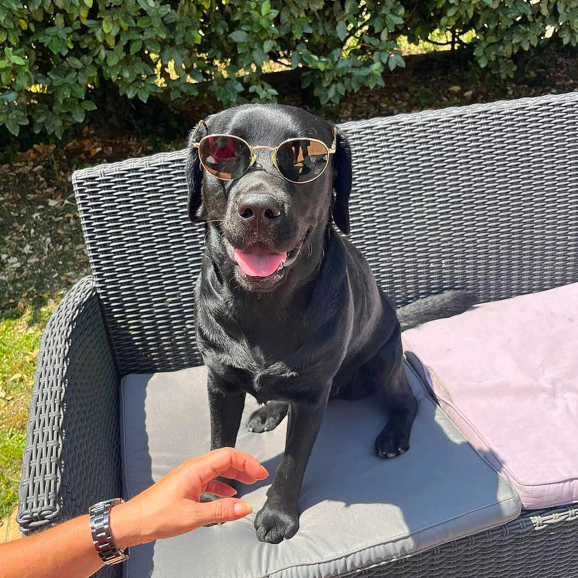 Samba a rejoint le concours — aidez-le/la à gagner de superbes lots ! accessories, animal, ball, canine, chair, chaise, couch, dog, dogbed, furniture, glasses, person, pet, puppy, racket, sitting, sport, sunglasses, tennis, tennisball