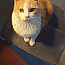 Gypsie participe au concours pour gagner de l'argent avec cette photo : alert, animal, cat, chair, closeup, companion_animal, cozy, cute, domestic_cat, feline, floor, fur, ginger_cat, indoor, looking_up, mammal, pet, sitting, whiskers, white_cat
