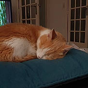 Gypsie participe au concours pour gagner de l'argent avec cette photo : cat, cozy, curled_up, cushion, domestic, door, furniture, home, indoor, living_room, orange_and_white, pet, quiet, relaxing, resting, sleeping, soft_lighting, television, woman_on_tv, wooden_floor