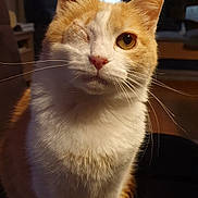 Gypsie participe au concours pour gagner de l'argent avec cette photo : cat, close_up, curious, cute, domestic_animal, eye, fur, ginger_cat, indoor, lamp, living_room, nose, one_eyed_cat, orange_and_white, paws, pet, portrait, sitting, sofa, whiskers