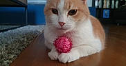 Gypsie participe au concours pour gagner de l'argent avec cette photo : animal, carpet, cat, closeup, curious, cute, domestic_cat, feline, floor, furniture, home, indoor, orange_cat, paws, pet, pink_ball, relaxed, toy, whiskers, white_cat