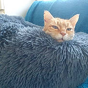 Pumpkin participe au concours pour gagner de l'argent avec cette photo : animal, blanket, blue, cat, closeup, comfort, couch, cozy, feline, fluffy, fur, gray, head, indoor, nap, orange_cat, pet, relaxed, resting, soft_texture