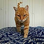 Pumpkin a rejoint le concours — aidez-le/la à gagner de superbes lots ! animal, bed, blanket, cat, closeup, comfort, curious, domestic, ears, feline, fur, home, indoor, orange_cat, patterned_blanket, pet, tabby, tail, walking, whiskers