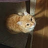 cat, orange_cat, pet, indoor, carpet, wooden_floor, shadow, chair_leg, looking_up, curious, feline, animal, domestic_cat, whiskers, ears, fur, cute, small, companion, home
